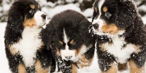 How to care for pets
