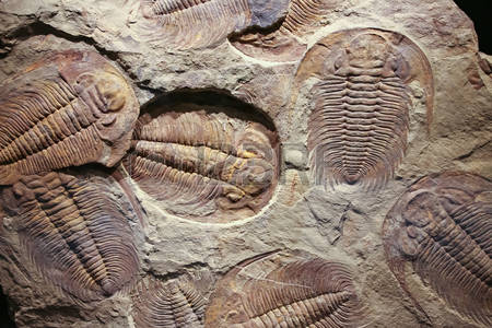 The Timeline of Mass Extinction Events on Earth