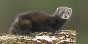 pet ferret