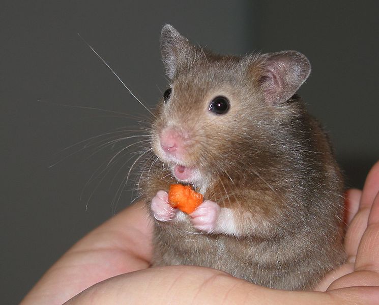 the hamster club uk