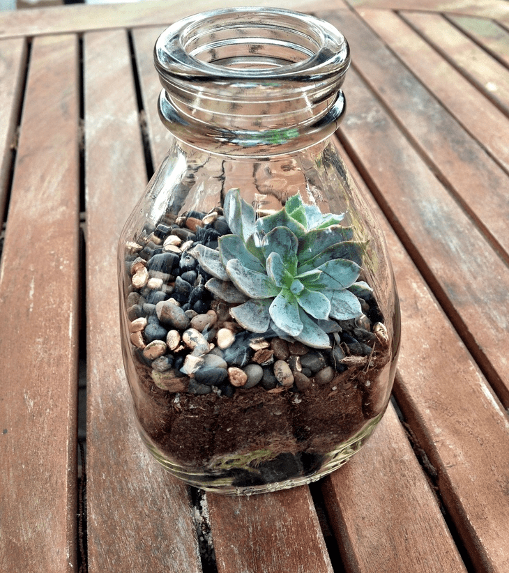 indoor terrarium