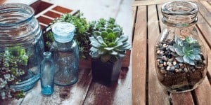 succulent jar bottle plants
