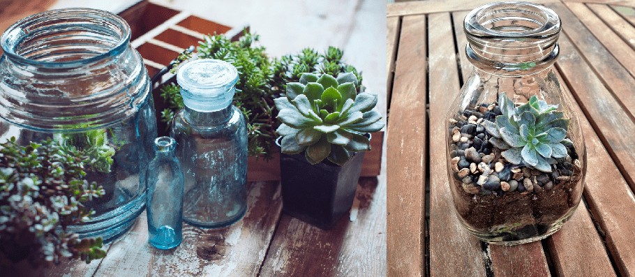 succulent jar bottle plants