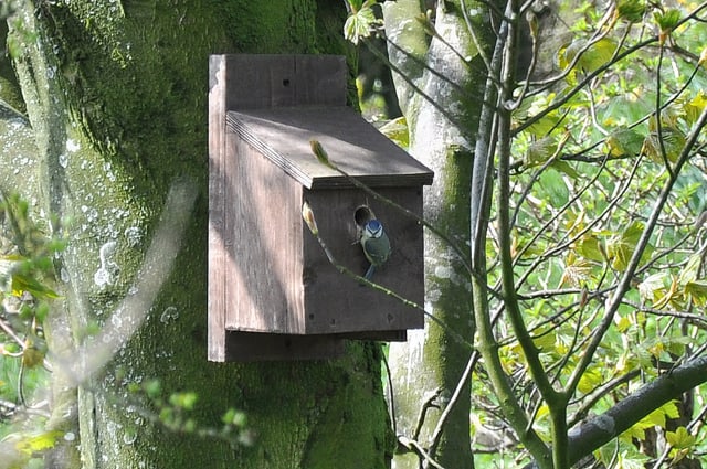 Nest Box