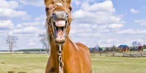 horse facts