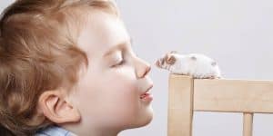 pet mice
