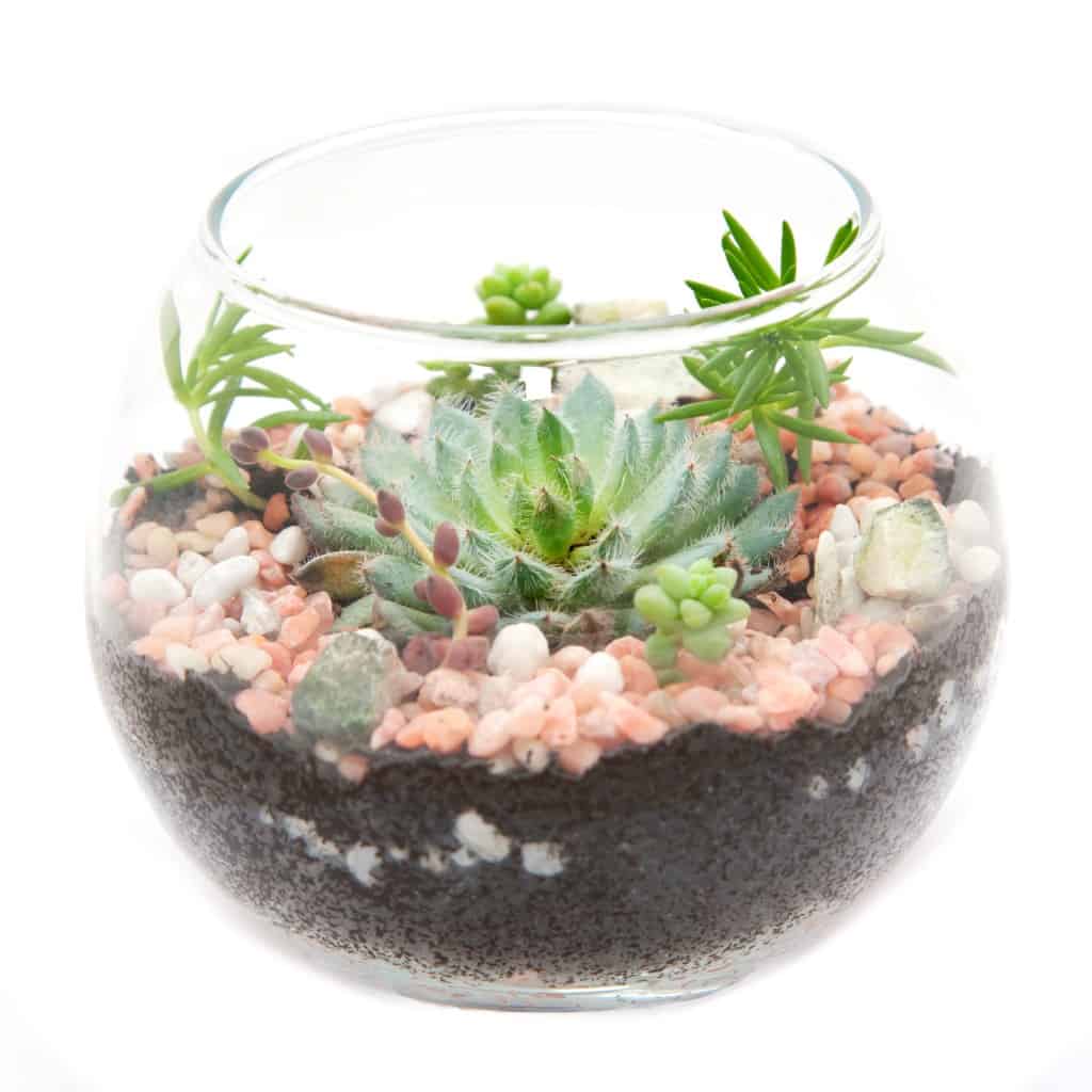 plant in a bottle