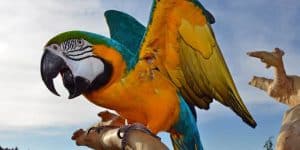 caring for a parrot