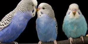 facts about budgies
