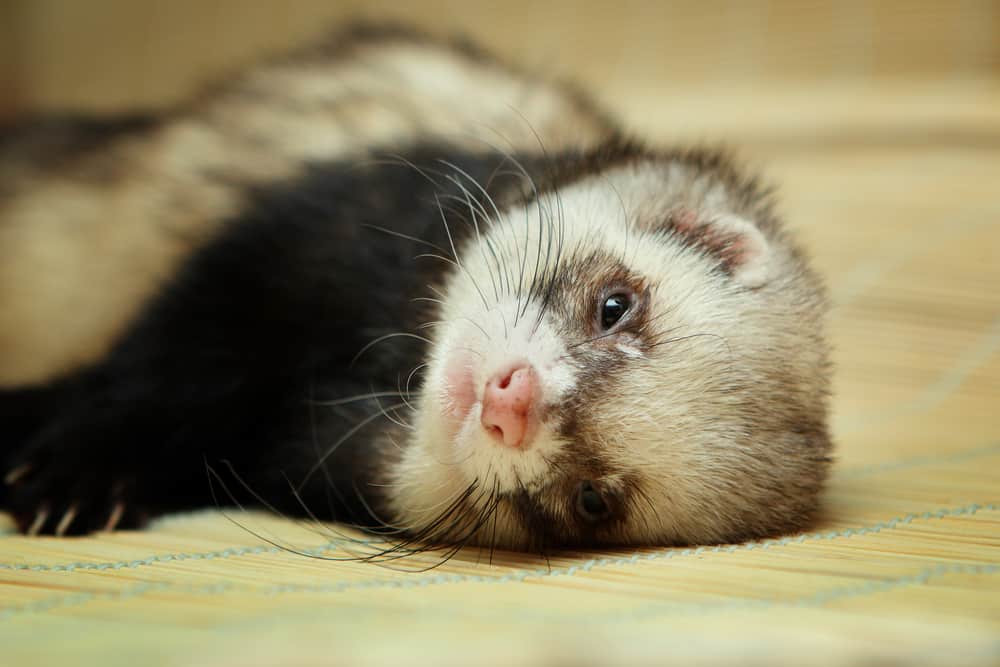 ferrets pets