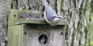 make a bird nesting box