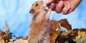 hamster facts