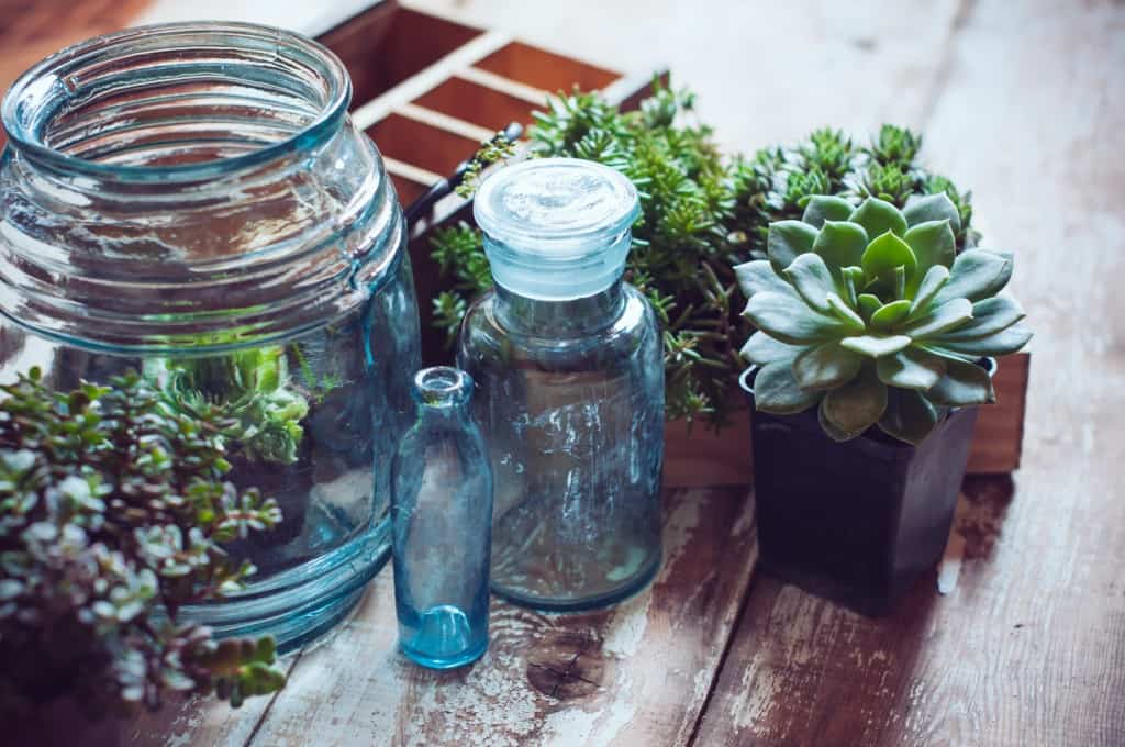succulent bottles