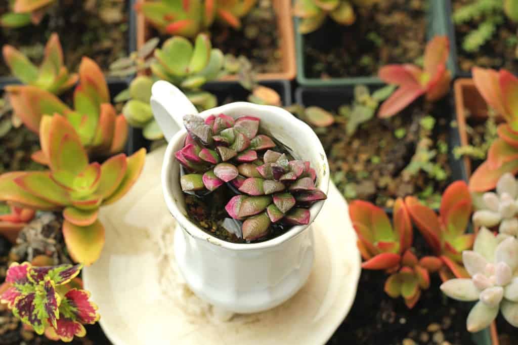 plant in a cup